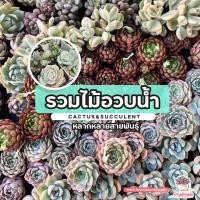 ราคา เมล็ดอวบอ้วน100%รวมไม้อวบน้ำ กุหลาบหิน cactus&succulentหลากหลายสายพันธุ์เมล็ดพันธุ์KaleesculentumZinniaFlowerChamomileCo (15789794318)