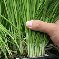 ราคา เมล็ดพันธุ์ กุยช่าย ผักแป้น Garlic Chives 10 เมล็ด F1 Seeds (57261137500)