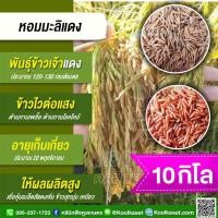 ราคา เมล็ดพันธุ์​ข้าว ข้าวเจ้า หอมมะลิแดง หอมแดง ไวแสง หอม เหนียวนุ่ม สารต้านอนุมูลอิสระสูง 10 กก. คูลเกษตร KR63 (25972431180)