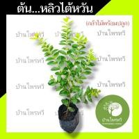 ราคา ต้นหลิวไต้หวัน บ้านไทรทวี ต้นไม้ตาย เคลมฟรี ทุกต้น เฉพาะ ระหว่างขนส่ง เท่านั้น หลิวไต้หวัน ต้นหลิว หลิว (10014119090)