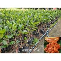 ราคา ต้นขนุนแดงสุริยา ขนาด 40-60 ซม. เป็นต้นทาบกิ่ง เสียหายจากขนส่งเคลมฟรี (25081920407)