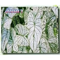 ราคา บอนอิเหนา บอนสีกอใหญ่พร้อมหน่อ (15898677672)