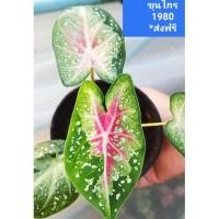 ราคา ขุนไกรบอนสี บอนโบราณตับขุนช้างขุนแผน (10574732798)