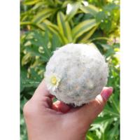 ราคา แมมขนนกขาว นกญี่ปุ่น ดอกสีขาว ``Mammillaria plumosa´´ (6464833557)