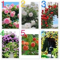 ราคา เมล็ดพันธุ์ กุหลาบเลื้อย มีให้เลือก สีชมพู,สีขาว,สีแดง,สีม่วง,สีส้ม,สีเหลือง (Climbing rose) บรรจุ 10 เมล็ด ของแท้ (52206718922)
