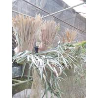 ราคา Platycerium veitchii 'Lemoinei' เฟิร์นเขากวางตั้ง ต้นสวยน่ารัก ประดับบ้าน 1 ต้น (50356528706)