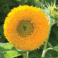 ราคา เทดดี้แบร์ อินพรูฟ TeddyBear Sunflower ทานตะวันดอกซ้อน 30 เมล็ด (9503317752)