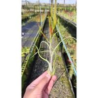 ราคา tillandsia caput medusa คาปุด เมดูซ่า #รากอากาศ #airplant #tillandsia (12095568827)