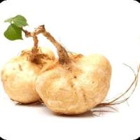 ราคา 50 เมล็ด มันแกว มันสะเภา มันละแวก มันลาว Jicama Seeds (27542492795)