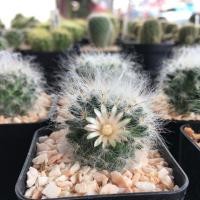 ราคา กระบองเพชร แคคตัส (Cactus) แมมขนแมว (Mammillaria Bocasana) สีโอรส จัดส่งทั้งกระถาง (2847639691)