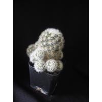 ราคา แมมมิลาเรีย คามิเน่ขาว Mammillaria carmenae (9536845816)
