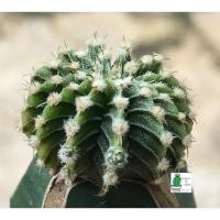 ราคา แคคตัส LB2178 แท้ Gymnocalycium mihanovichii LB2178 ‘Agua Dulce’ สีตองอ่อน (L02) (8073644152)