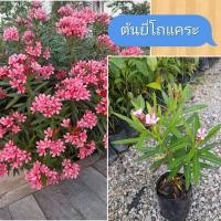 ราคา ต้นยี่โถแคระ ดอกสีชมพู (55661053717)