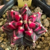 ราคา ❤️❤️มีส่งด่วน❤️❤️ไม้ชำหน่อ (SV282) ต้นแม่ไม้เมล็ด /Cactus /Gymno/Gymnocalycium/ยิมโนด่าง/ไม้ชำหน่อ/แคคตัส ​ (25046852946)