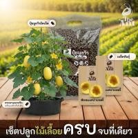 ราคา ชุดปลูกฟักทองสปาเกตตี้ เซตปลูกไม้เลื้อย4 พร้อมเมล็ดพันธุ์ออร์แกนิค เมล็ดพันธุ์หายาก เมล็ดพันธุ์นำเข้า ปลูกผักเอง สวนผัก (48656660564)