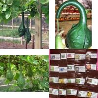 ราคา เมล็ด น้ำเต้าไดโนเสาร์ (Dinosaur Gourd Seed) บรรจุ 3 เมล็ด (5156273704)