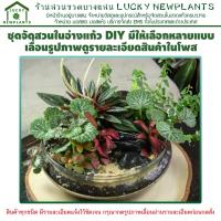 ราคา สวนถาด ปลูกในอ่างใส ชุดปลูก DIY ต้นไม้จิ๋ว มีให้เลือกหลายขนาด (26905470623)