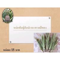 ราคา หน่อพันธุ์สับปะรด ตราดสีทอง ชุด 20 หน่อ (26303528690)