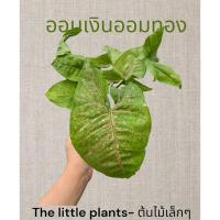 ราคา TLPต้นออมเงินออมทองไม้มงคลกระถาง​น่ารัก​ (8633419152)