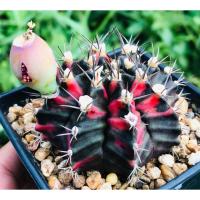 ราคา Seeds เมล็ดยิมโนมิฮาโนgymnocalycium mihanovichii variegata JP Red (7335494518)