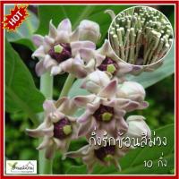 ราคา 10 กิ่ง รักซ้อนดอกม่วง ดอกรักซ้อนสีม่วง รักซ้อน ดอกรัก กิ่งดอกรัก กิ่งดอกรักซ้อนม่วง (25395856053)
