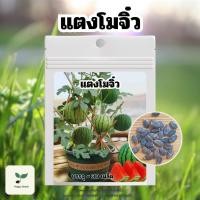 ราคา เมล็ดพันธุ์ แตงโมจิ๋ว แตงโมกระถาง แตงโมคอนโด บรรจุ 30 เมล็ด เมล็ดพันธุ์ผัก เมล็ดพันธุ์พืช ปลูกผักสวนครัว ปลูกผักกินเอง (28618826897)