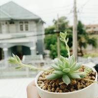 ราคา Echeveria กุหลาบหิน (6163690)