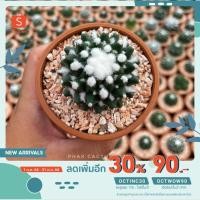 ราคา [กรอกโค้ด DW3YM4 ลด50.-] M.erusamu แมมอิรุซามุ มีปุยหิมะ (13405125238)