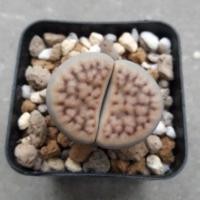 ราคา Cake Cactus Farm ไม้อวบน้ำ กระบองเพชร Lithops karasmontana ไลทอป คาราสมอนตาน่า (2905541880)