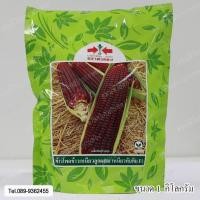 ราคา เมล็ดพันธุ์ ข้าวโพดข้าวเหนียว เหนียวทับทิม 1 กก.(ตราศรแดง) (5461030930)