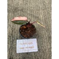 ราคา ฟิโลเดนดรอน พิ้ง ปริ้นเซส #3 Philodendron pink princess ต้นที่ส่ง คือ ต้นในรูป (25813884292)