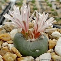 ราคา Lophophora alberto vojtechii (20 seeds (1757165625)