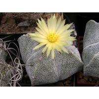ราคา เมล็ดพันธุ์ Astrophytum myriostigma 50 เมล็ด แคคตัส กระบองเพชร Cactus (9803154585)