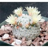 ราคา 2062. ขายต้น Mammillaria Duwei (7743784746)