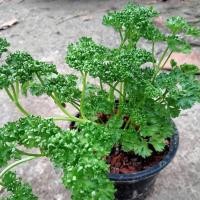 ราคา พาสเลย์ใบหยิก พาสลี่ Parsley ต้นกล้าแข็งแรง มีรากพร้อมปลูก ส่งพร้อมกระถาง5นิ้ว รับประกันทุกกรณี (11631181502)
