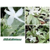 ราคา พุดศุภโชคด่าง(พุดด่าง)ขายกิ่งพันธุ์ (8172258070)