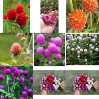 ราคา เมล็ดพันธุ์ ดอกบานไม่รู้โรย บานไม่รู้โรยสีแดง สตอเบอร์รี่ Gomphrena Seed / หัวใจ / ส้ม / ชมพู / โอโรส / สีม่วง / สีขาว (42279028559)