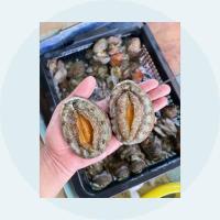 ราคา หอยเป๋าฮื้อ (abalone) (20444275673)
