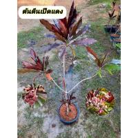 ราคา ต้นตีนเป็ดแดง ตีนเป็ดแดง (40128492112)
