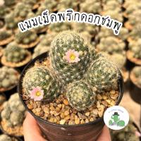 ราคา A Little cactus| แมมเม็ดพริกดอกชมพู กระถาง 4 นิ้ว แคคตัส กระบองเพชร (42802223332)