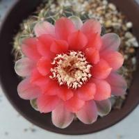 ราคา Cake Cactus Farm กระบองเพชร Gymnocalycium baldianum ยิมโนบัลเดียนั่ม ดอกส้มแดง (3427387269)