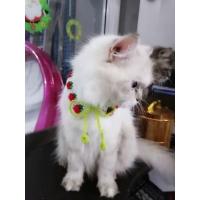 ราคา ปลอกคอน้องหมา/ปลอกคอน้องแมวปลอกคอน้องหมา น้องแมว ปลอกคอไหมพรม เลือกสีได้คะ (20707250126)