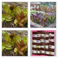 ราคา เมล็ดพันธุ์ ผักสลัด คิมมารอน (Cimmaron Romaine Lettuce Seed) บรรจุ 50 เมล็ด (5354400489)