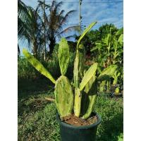 ราคา K12 -​ เสมาด่าง 1 ต้น ตรงปก opantia​ เสมา โอพันเทีย โอพันเทียด่าง ตอด่าง ไม้ด่าง Cactus แคคตัส กระบองเพชร ไม้อวบน้ำ (3083601071)