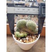 ราคา กระบองเพชร แคคตัส Mammillaria Nejapensis f. Cristata แมมเข็มเงินคริส (16377187086)