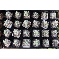 ราคา Cactus ตุ๊กตาญี่ปุ่น กระบองเพชร แคคตัส (5958040076)