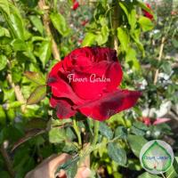 ราคา F538 กุหลาบ แดงไร้หนาม กุหลาบตัดดอก ปลูกง่าย แบบถุง (พร้อมส่งติดดอก) กุหลาบสีแดง (15422017890)