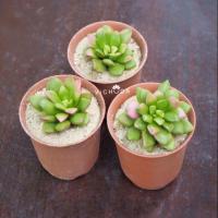 ราคา PLANTS Succulent l Sunrise (ต้นไม้ l ไม้อวบน้ำ l ลูกชุบ) (2771001052)
