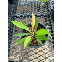 ราคา ใบเลื่อยทองใบเลื่อยทอง Philodendron Golden saw #philodendron (25635789992)