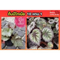 ราคา ต้นบีโกเนีย​ Begonia​ บีโกเนียไฮบริด​ ไม้ประดับในร่ม ต้นไม้ฟอกอากาศ ไม้น้ำตก พันธุ์ไม้ สวน ปุ๋ย ดิน กระถาง ไม้ประดับ ป่า (42278561777)